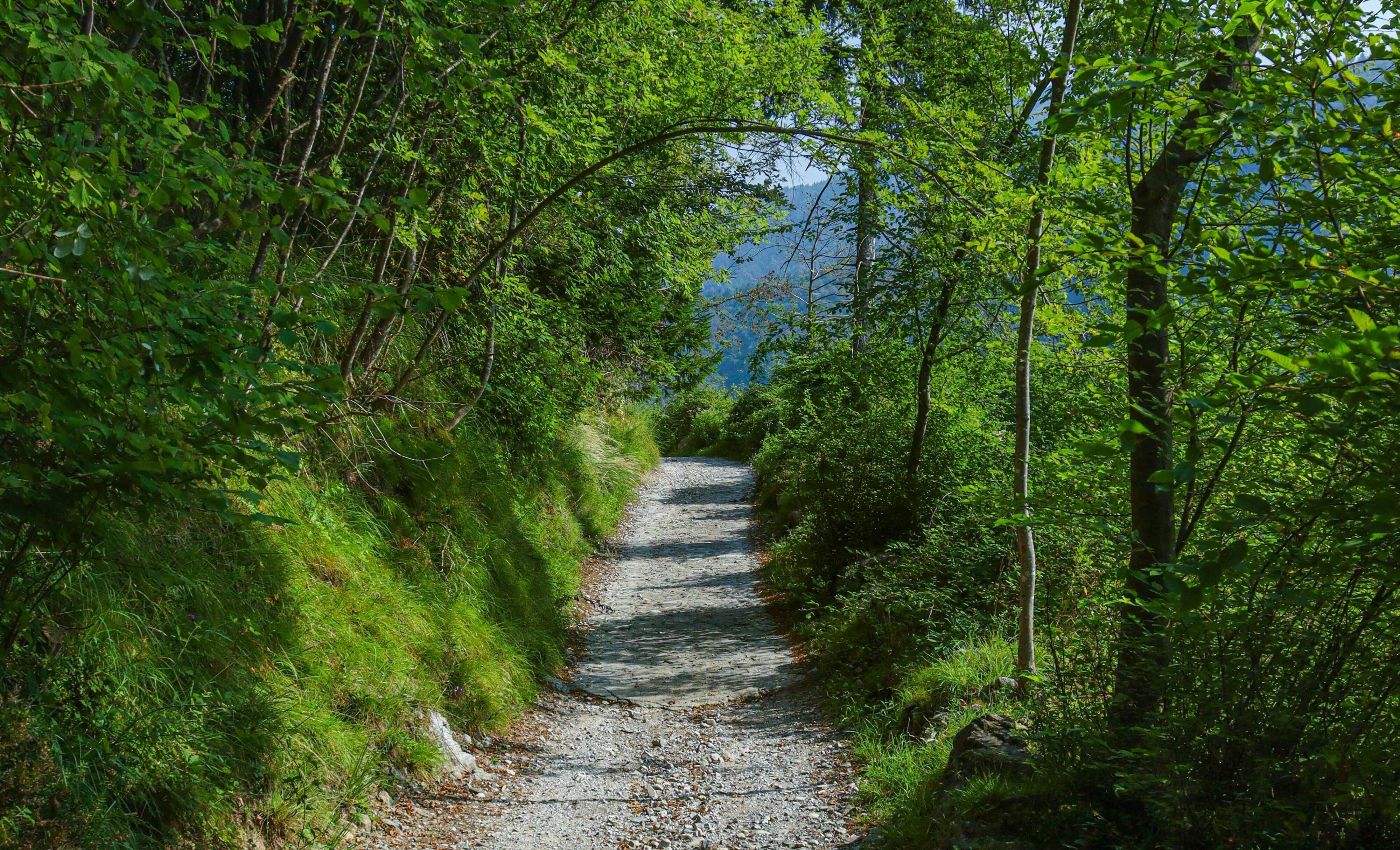 chemin de promenade en forêt