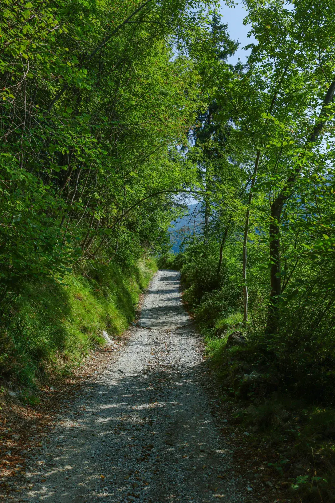 chemin de promenade en forêt